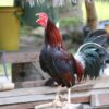 Black Breasted Red Standard Old English