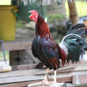 Black Breasted Red Standard Old English
