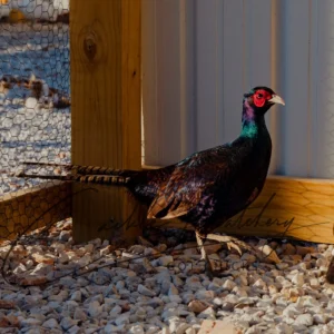 Melanistic Pheasant