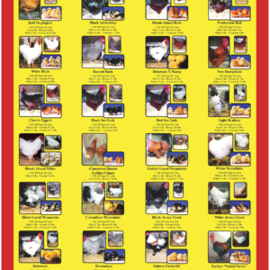 Cackle Hatchery’s® Brown Egg Layer Chicken Breed Poster