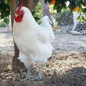 White Jersey Giant Chicken