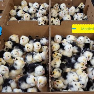 Mottled Houdan Chicken