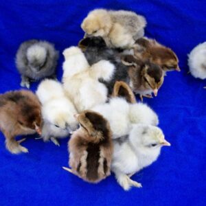 Purebred Bantam Assortment Special