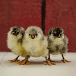 Blue Ameraucana Chicken
