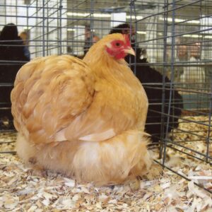 Buff Cochin Bantam