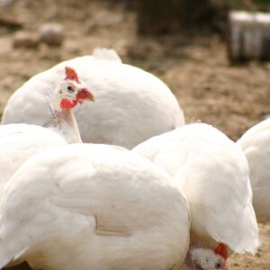 White African Guinea