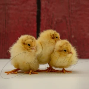 Buff Orpington Exhibition Type
