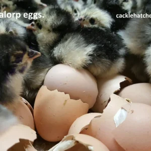 Black Australorp Hatching Eggs
