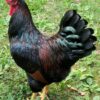 Barnevelder Chicken