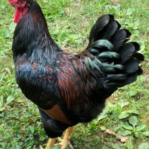 Barnevelder Chicken