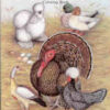 The Wonderful World of Poultry Coloring Book by Diane Jacky