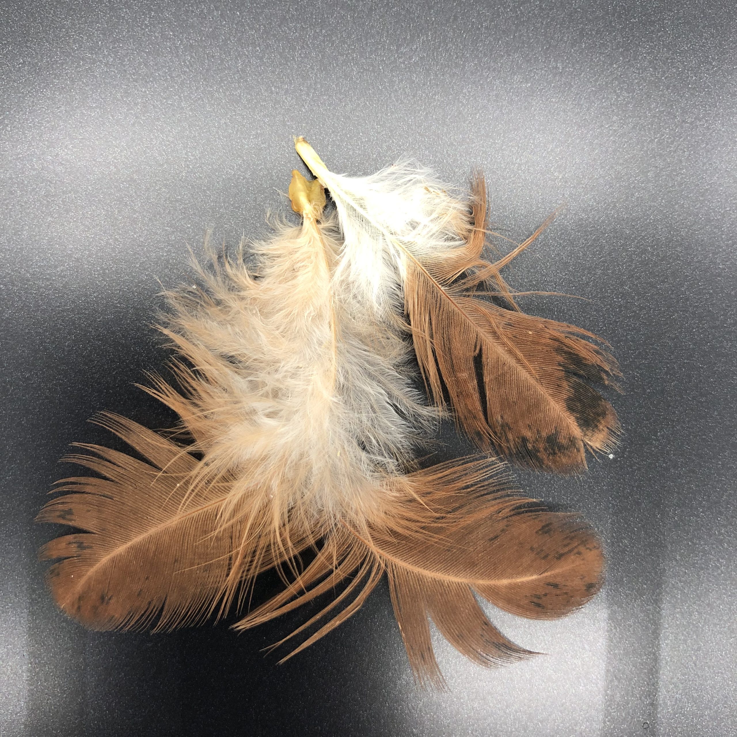 Turken “Naked Neck” Chicken