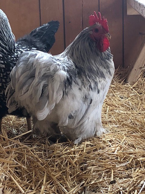 Splash Cochin Bantam