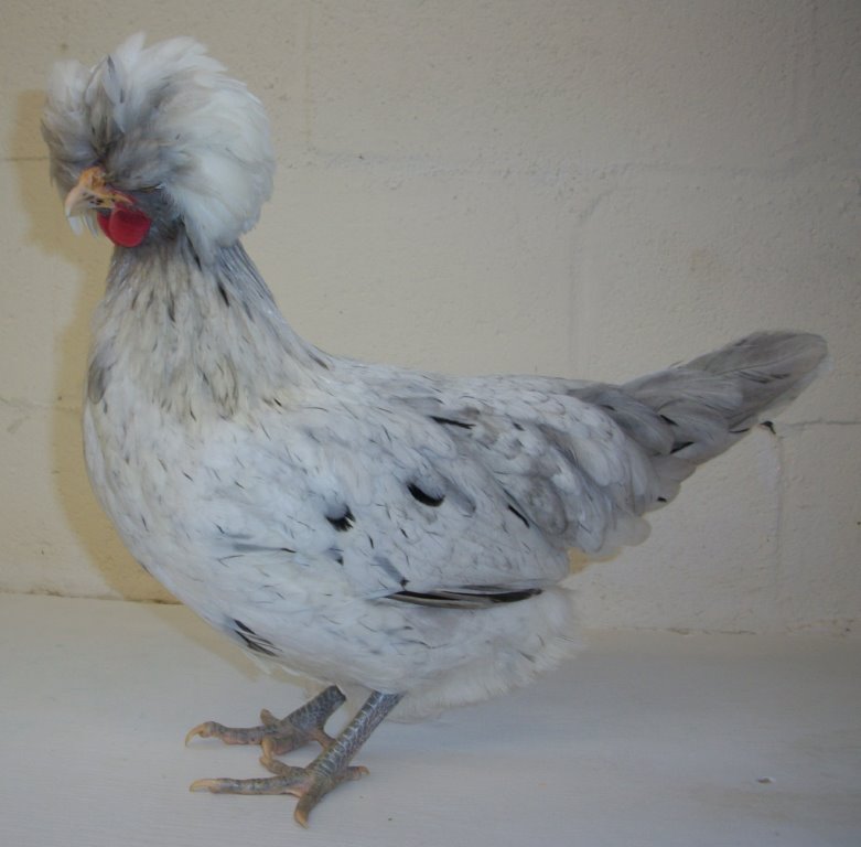 Splash Polish Chicken