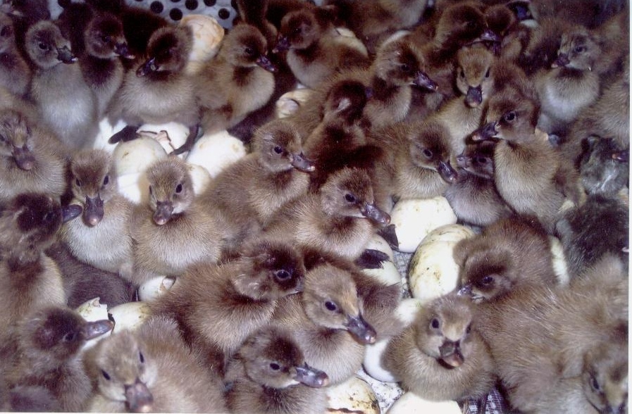 Khaki Campbell Duck