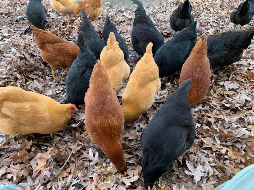 Hatchery Choice Brown Egg Females