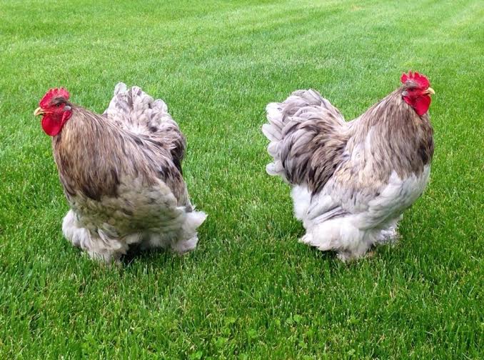 Splash Cochin Standard Chicken