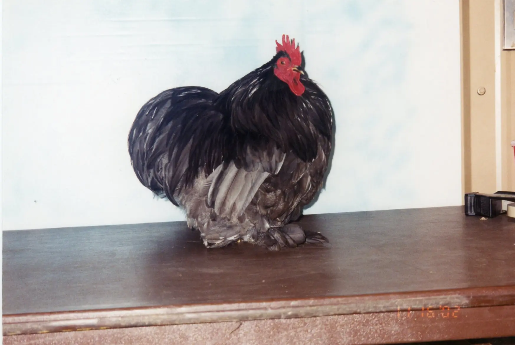 Blue Cochin Bantam