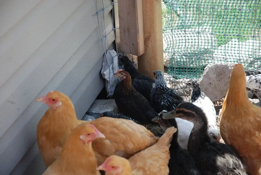Hatchery Surprise