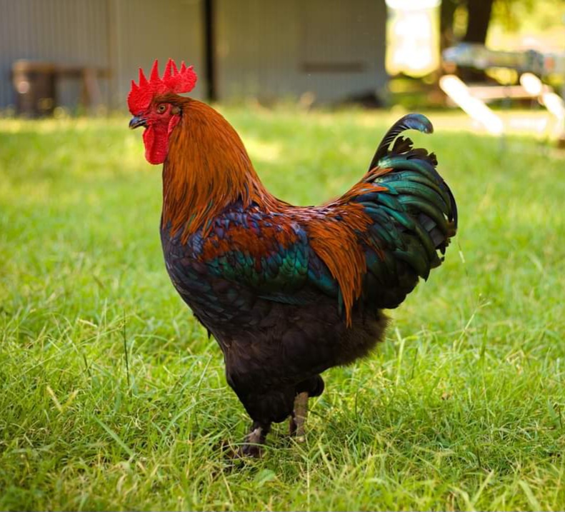 French Black Copper Marans Chicken