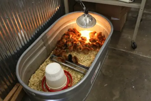 Heavy Duty Clamp Brooder Lamp with Red heat bulb