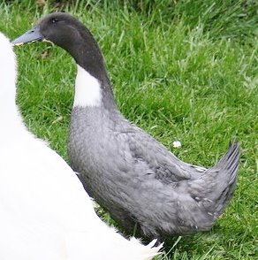 Blue Swedish Duck