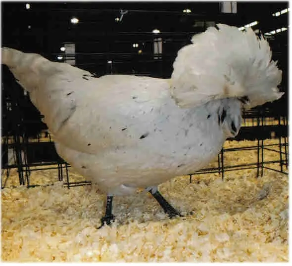 Splash Polish Chicken