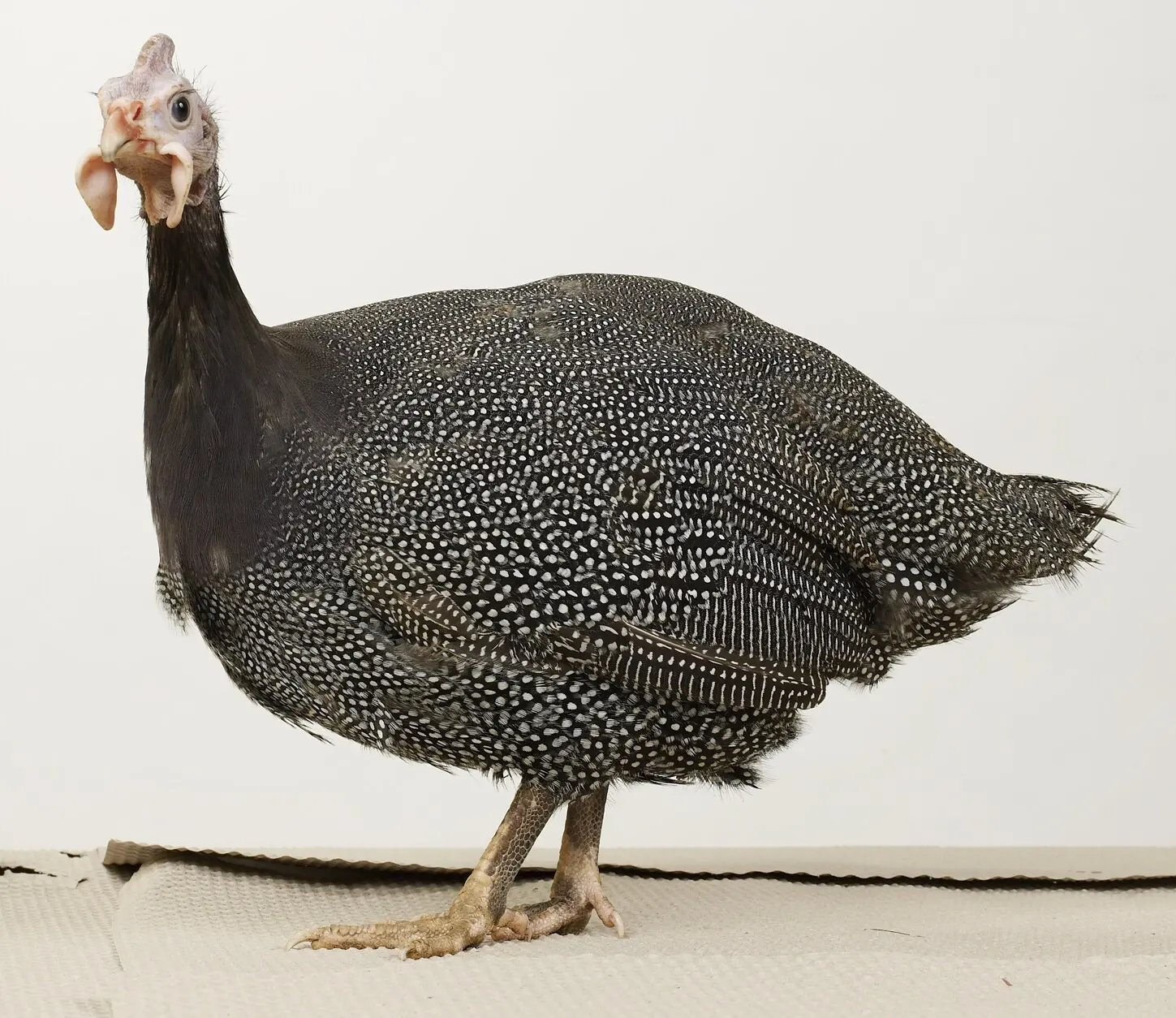French Pearl Guinea Fowl