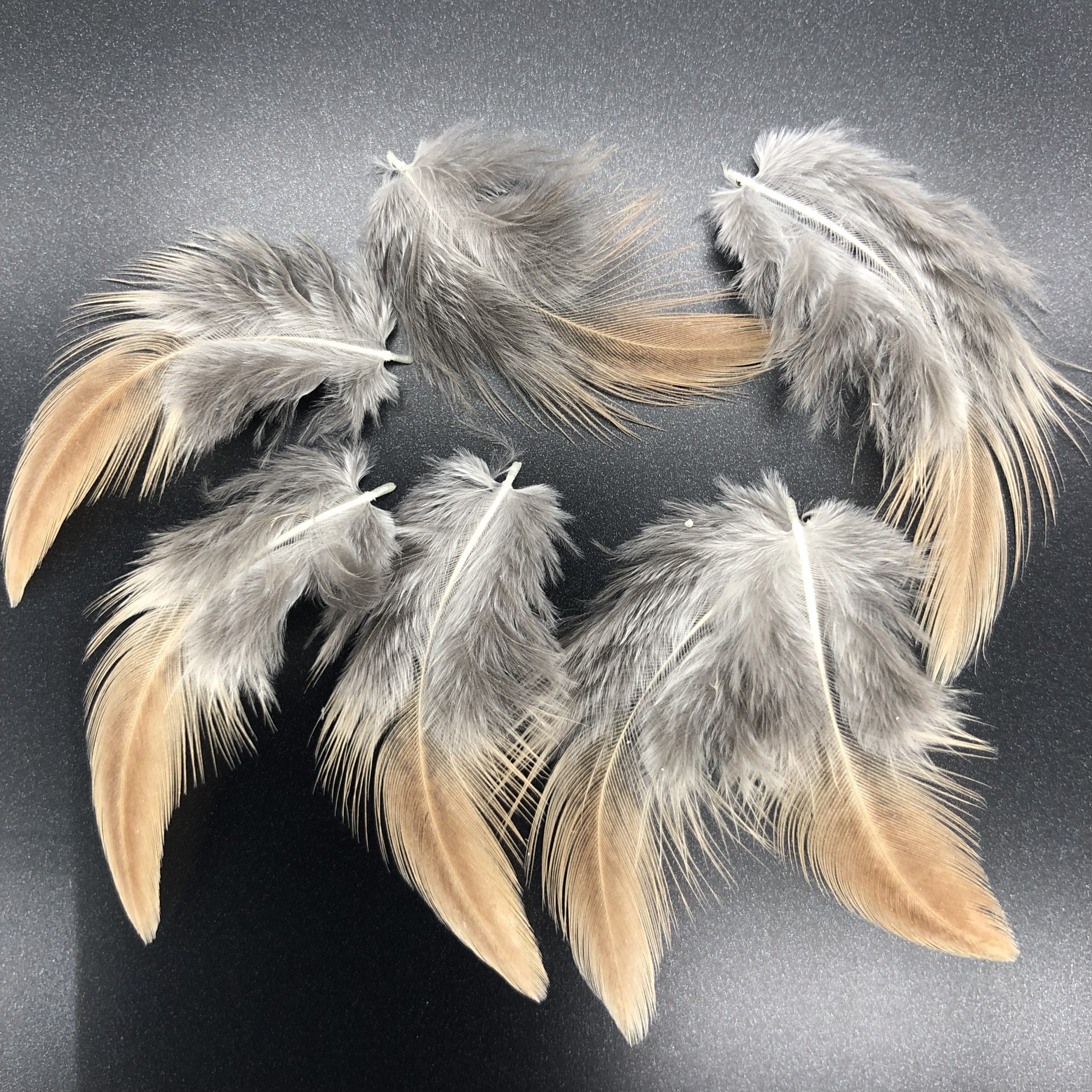 Golden Duckwing Phoenix Bantam