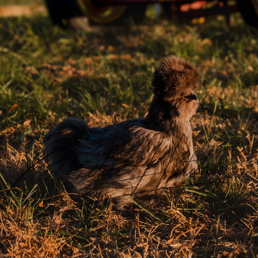 Blue Silkie Bantam