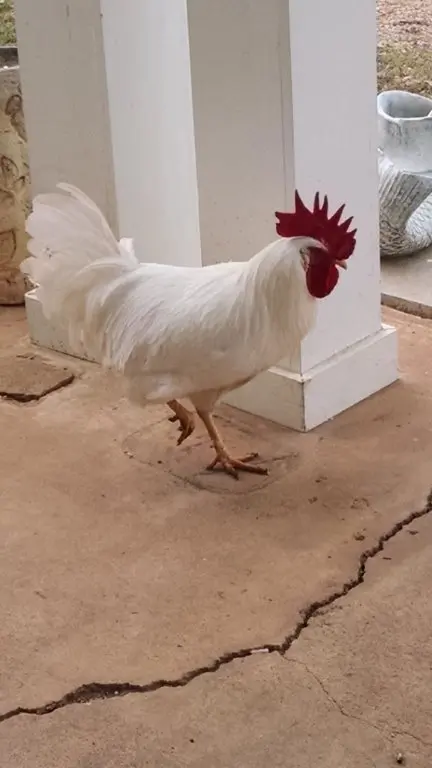 White Leghorn Started Pullet
