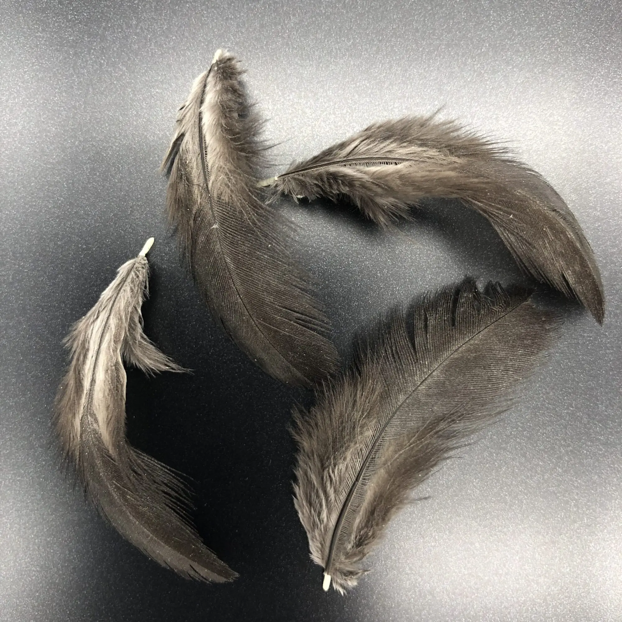 Ayam Cemani Chicken
