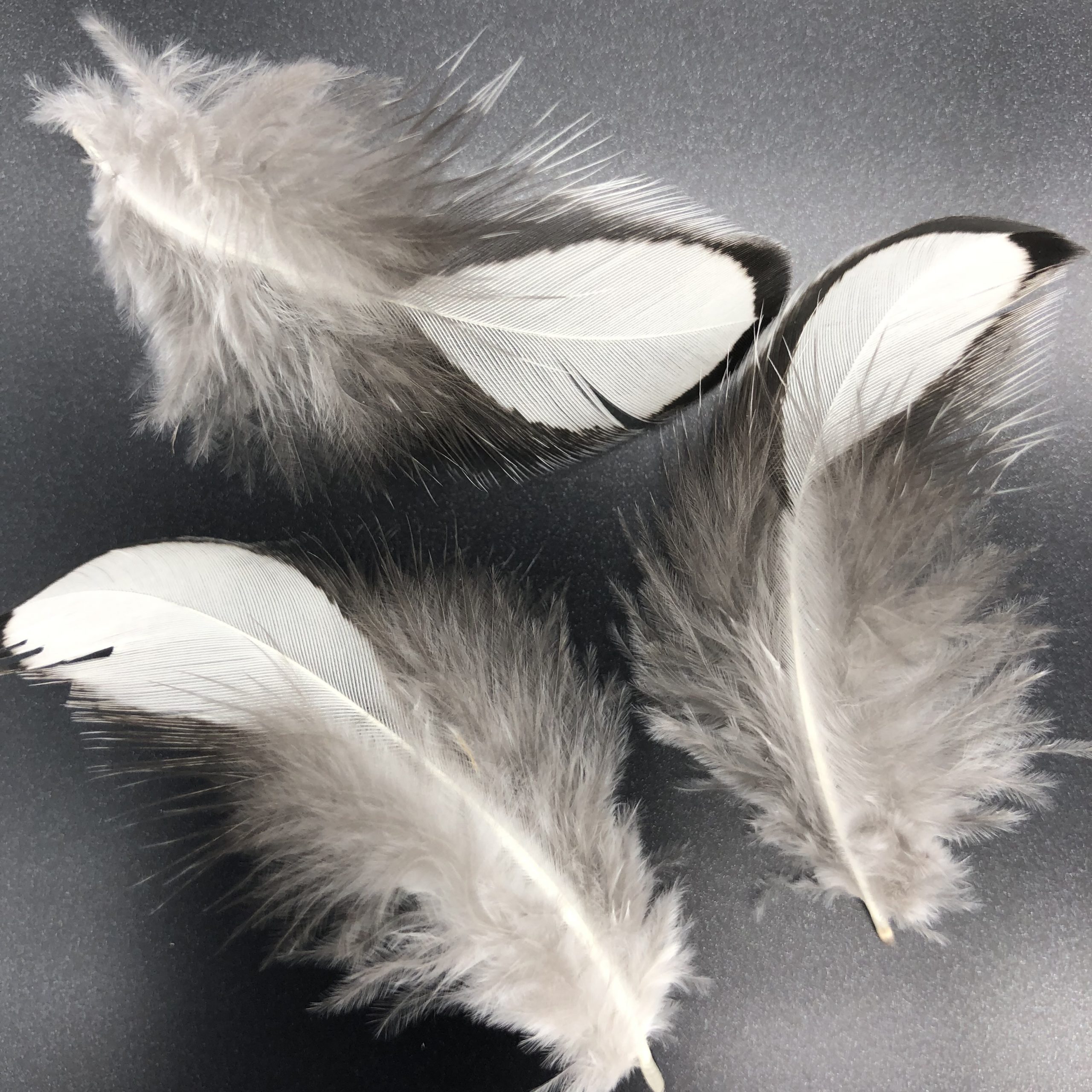 Silver Laced Wyandotte Chicken (Exhibition Type)