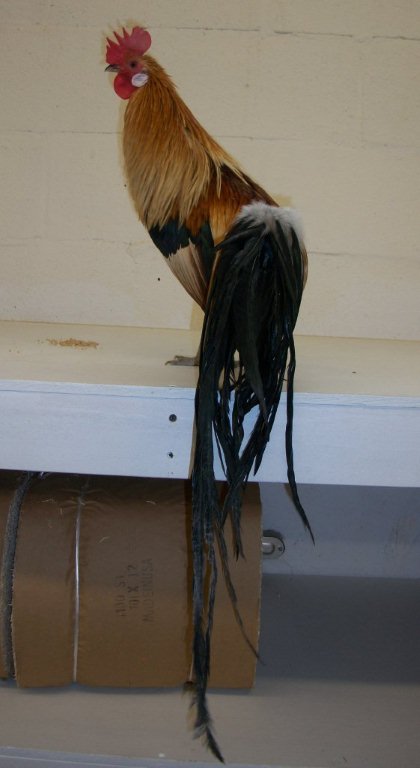 Golden Duckwing Phoenix Bantam