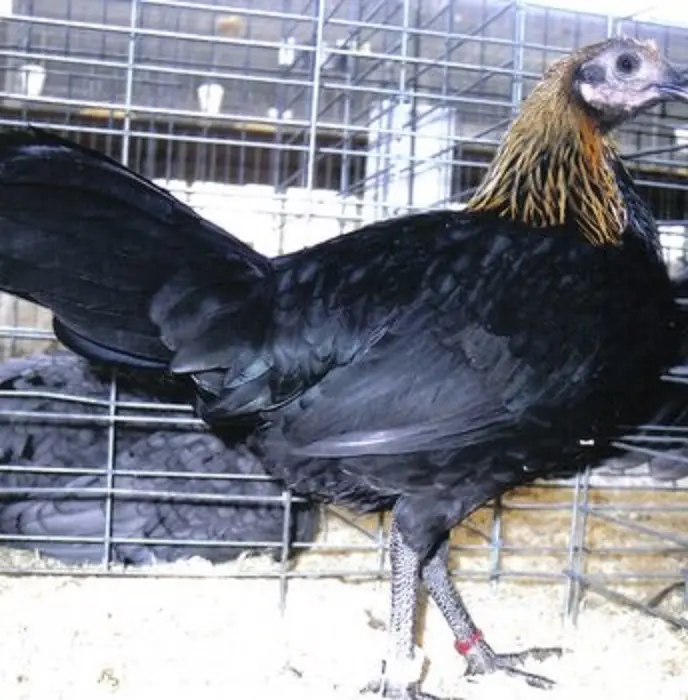 Black Breasted Brown Red Standard Old English