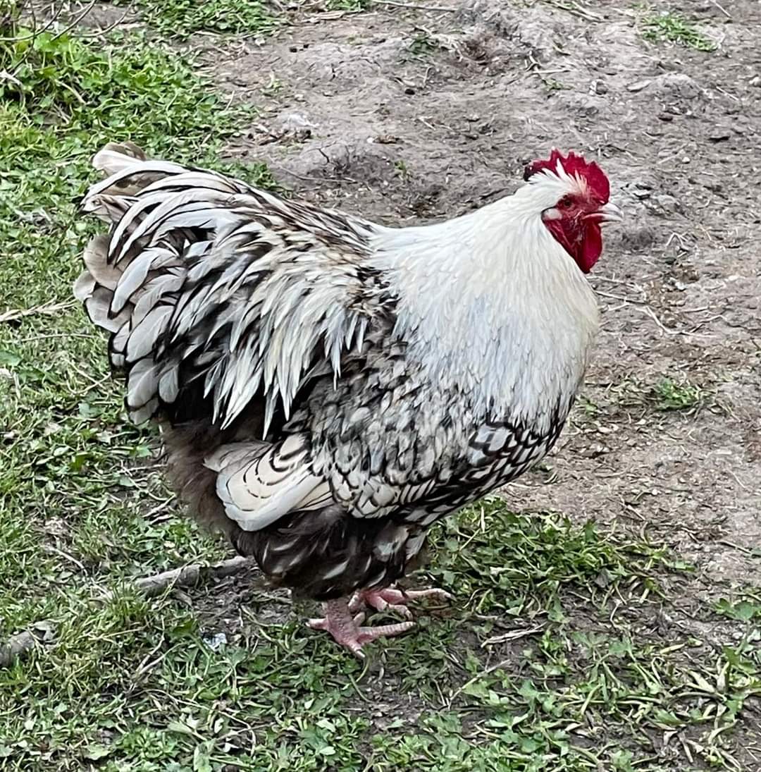 Silver Laced English Orpington Chicken