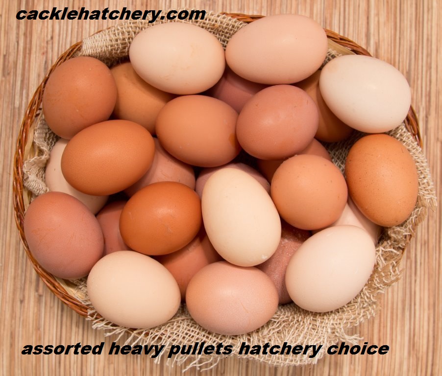 Hatchery Choice Brown Egg Females