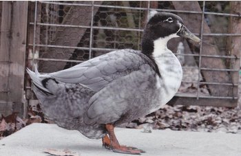 Blue Swedish Duck