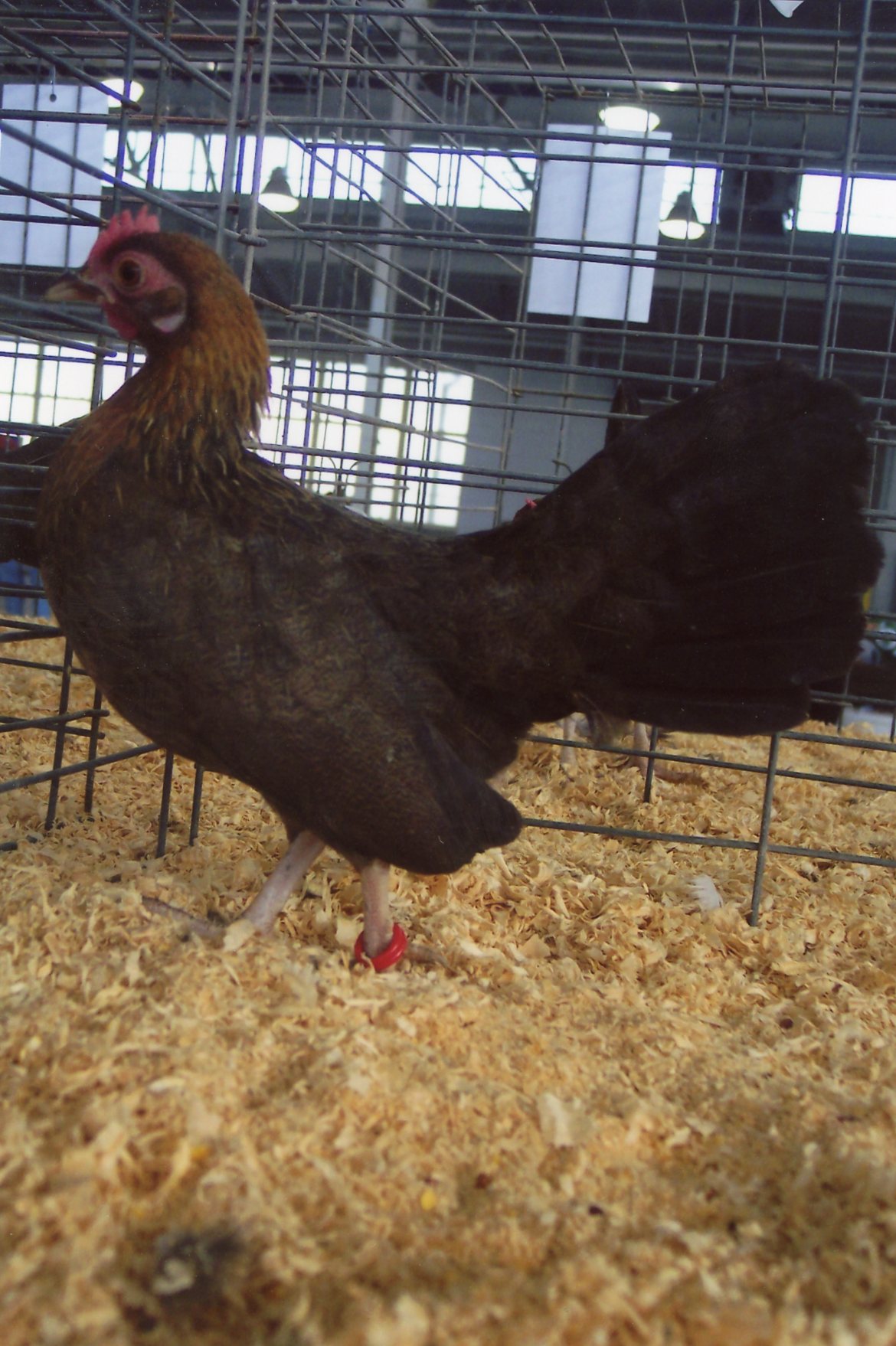 Black Breasted Red Old English Game Bantam