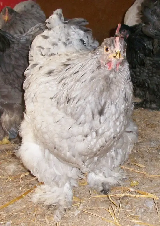 Splash Cochin Standard Chicken