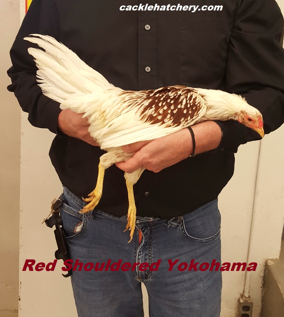 Red Shoulder Yokohama Chicken