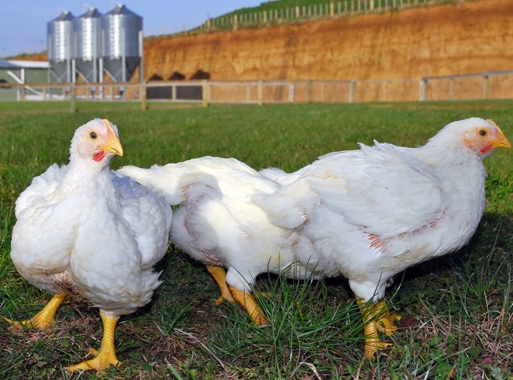 Jumbo Cornish Cross Chicken