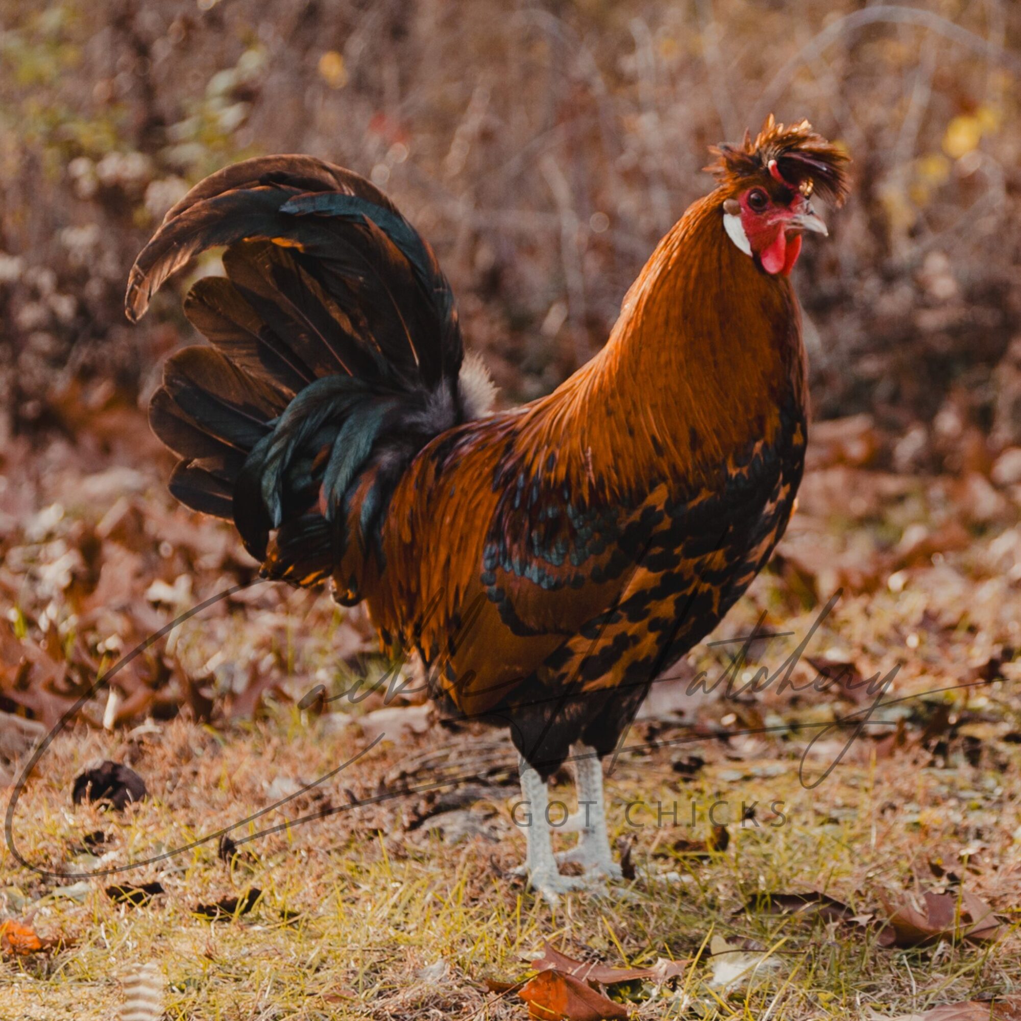 Golden Spangled Appenzeller Spitzhauben Chicken