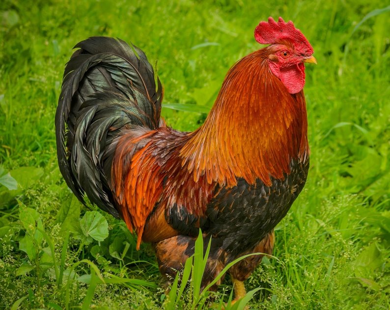 Welsummer Chicken