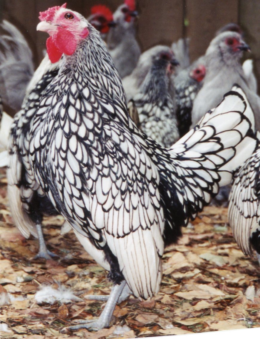 Silver Sebright Bantam