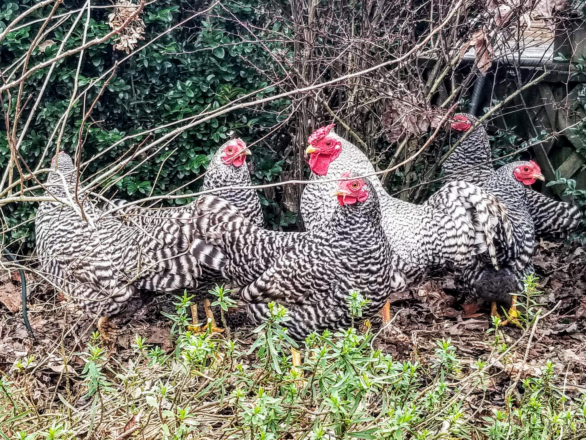 Dominique Bantam
