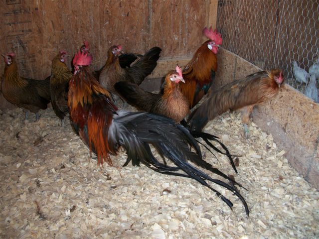 Black Breasted Red Phoenix Bantam
