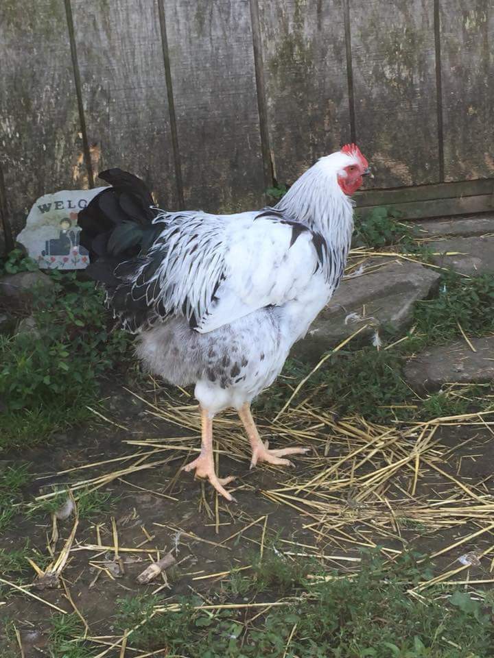 Columbian Rock Chicken