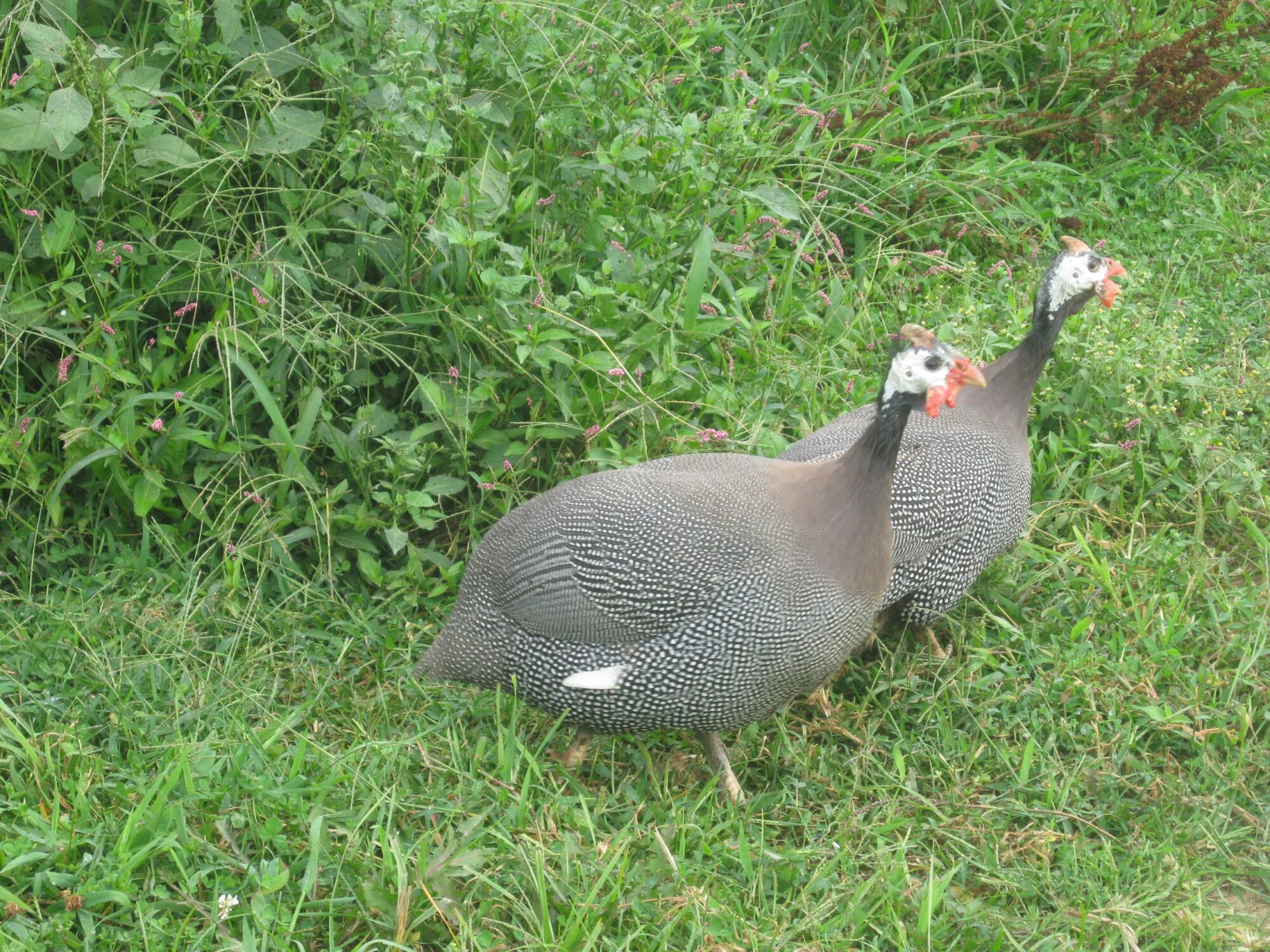 French Pearl Guinea Fowl