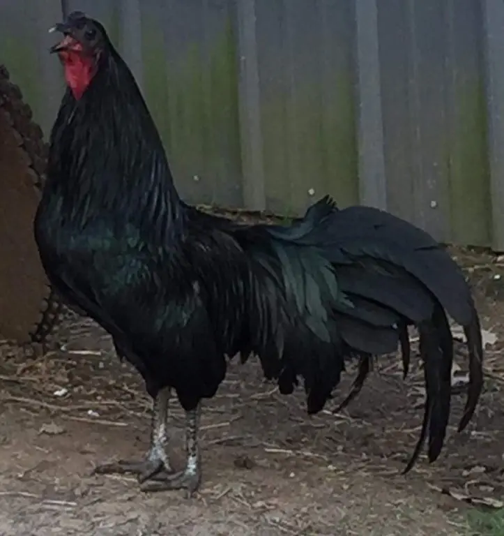 Black Sumatra Chicken